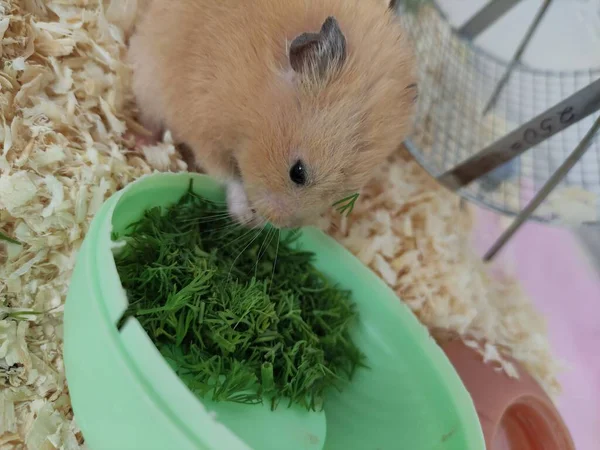Yeşil dereotu yiyen Suriyeli hamster