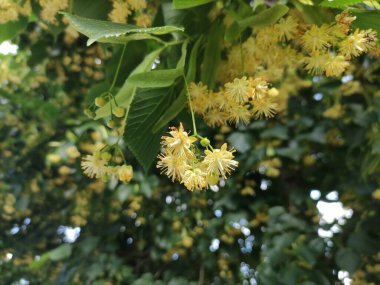 Yazın ağaçtaki ıhlamur çiçekleri