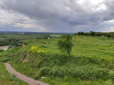 Atlar güzel dağ çayırlarında otlar.