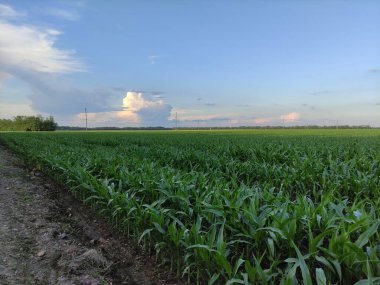 Tarım alanında yeşil mısır