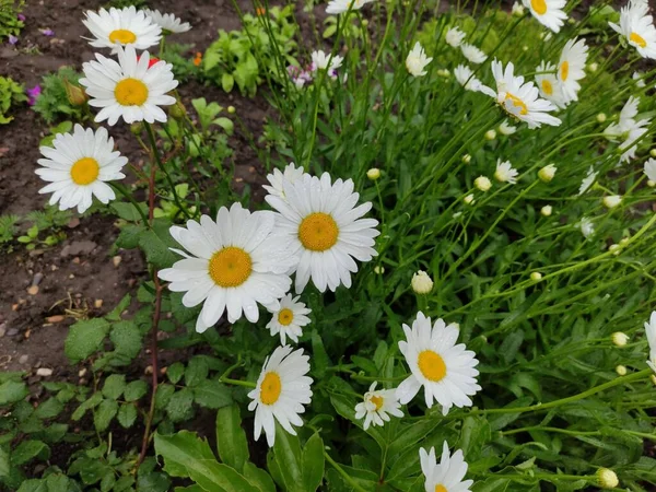 Marguerites Avec Gouttes Rosée Dans Jardin — Photo