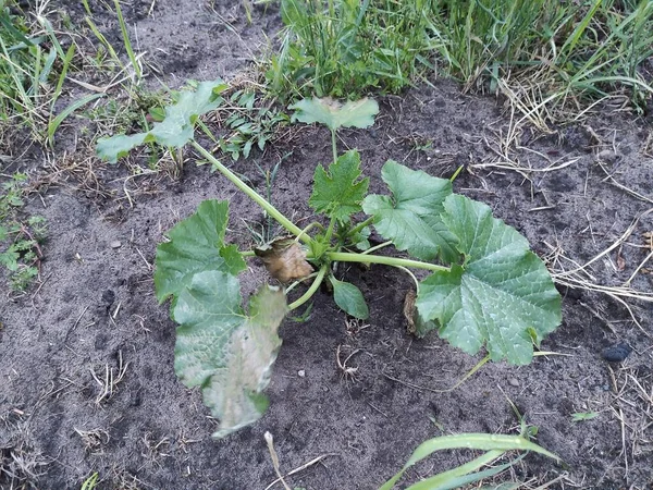 Jeune Buisson Courgettes Dans Jardin — Photo