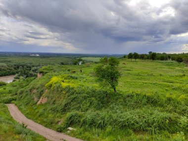 Atlar güzel dağ çayırlarında otlar.