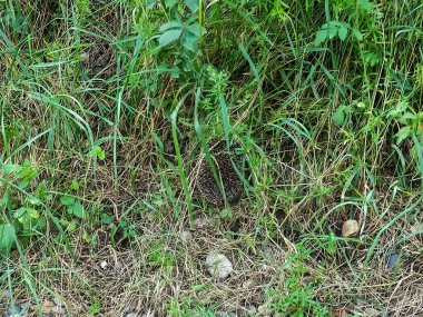 Kirpi çimenlerde yürüyor