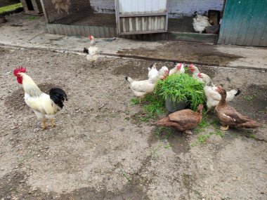 Tarım kuşları - horoz, tavuklar ve ördekler çiftlik bahçesinde