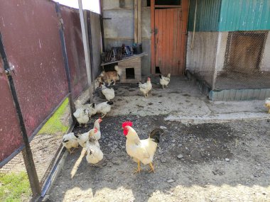 Çiftlikteki tarım kuşları