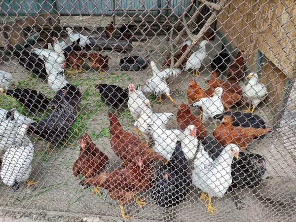 農場の庭の檻の中の鶏 — ストック写真