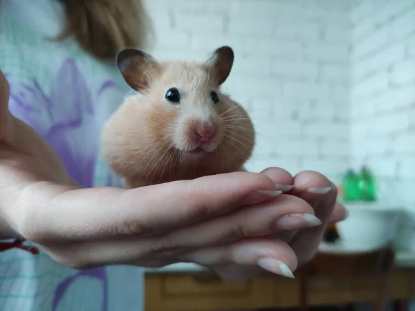 Hamster Sírio Senta Nas Mãos Femininas — Fotografia de Stock