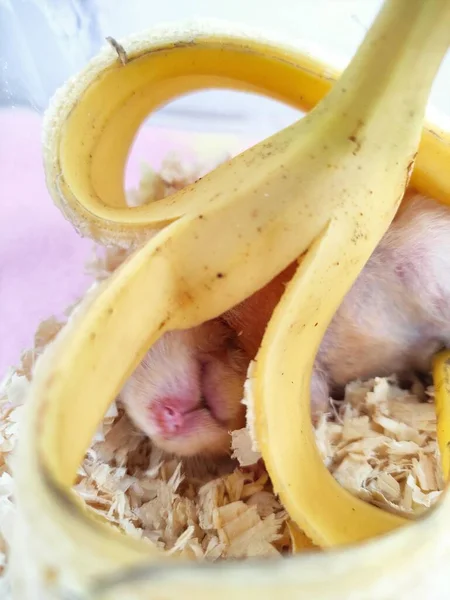 Hamster eat a banana and lie under banana