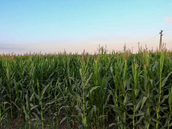 Maisfeld Gerade Reihe Von Einem Mais — Stockfoto