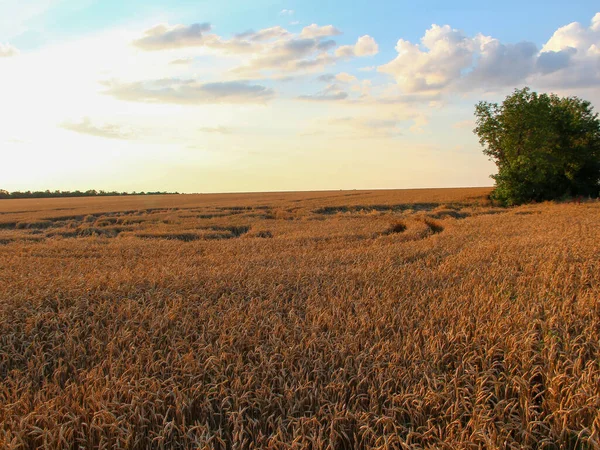 Campo Trigo Por Noche Atardecer — Foto de Stock