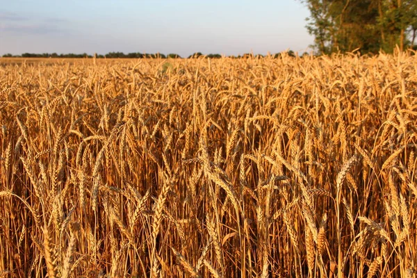 Pere Oro Grano Illuminate Dal Sole Della Sera — Foto Stock