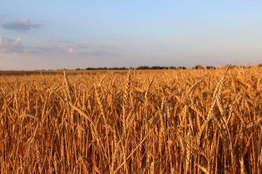Akşam güneşiyle aydınlatılan altın buğday başakları