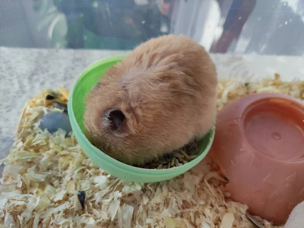 Hamster Κοιμάται Στο Δικό Του Τροφοδότη — Φωτογραφία Αρχείου