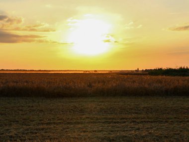 Sıcak bir akşamda buğday tarlasında hasat.