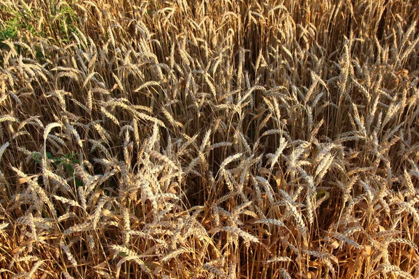 Ripe Ears Wheat Background Texture Stock Picture