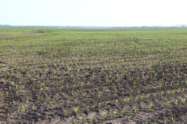 Küçük mısır filizleri ve tarımsal mekanizma izleri olan tarım arazisi