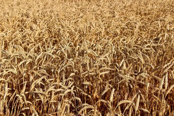 Uši Zralá Pšenice Textura Pozadí — Stock fotografie