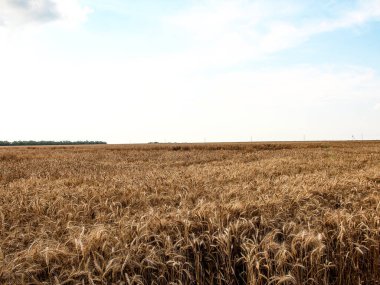 Wheat field in the evening and sunset