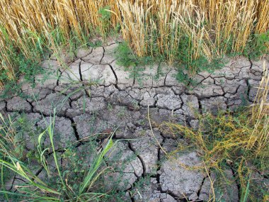 Dried, cracked soil in the agricultural field