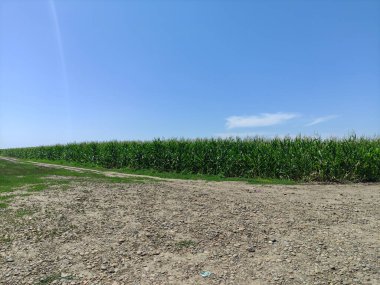 Corndield ve yakınlarda bir köy yolu