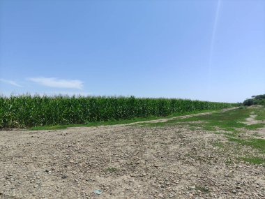 Corndield ve yakınlarda bir köy yolu