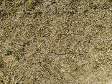 Agricultural field with cut grass, background texture