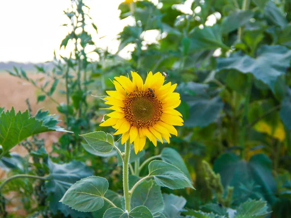 Sunflower with a bee on the background of the wheat field