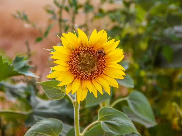 Sunflower Bee Background Wheat Field —  Fotos de Stock