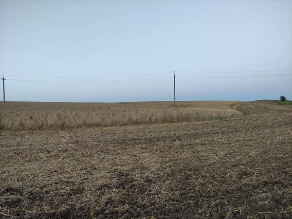 Пшеничное Поле Вечером Закате — стоковое фото