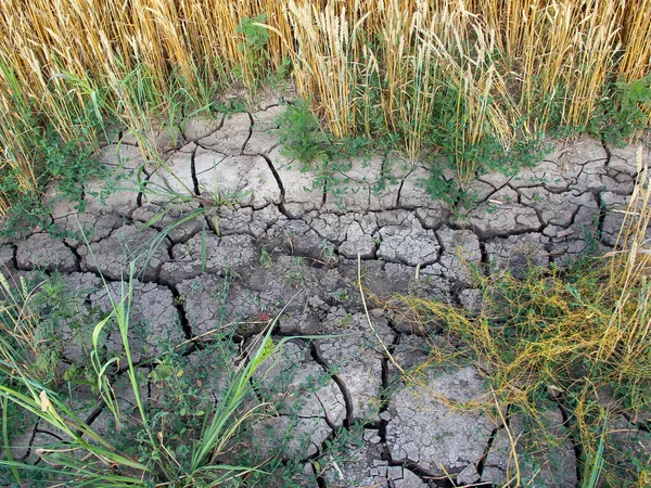 Dried Cracked Soil Agricultural Field — Photo