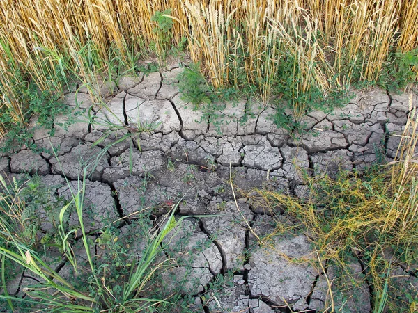 Dried, cracked soil in the agricultural field