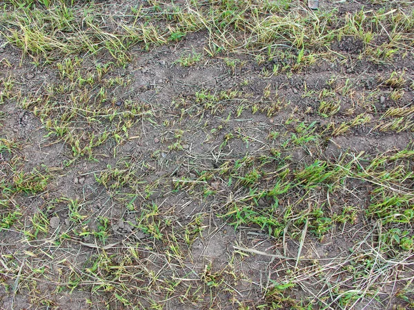 Agricultural Field Cut Grass Background Texture — Stock Fotó