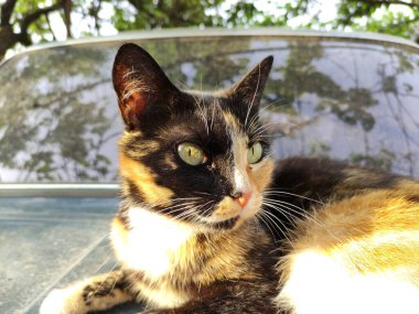 Sarı gözlü kaplumbağa kabuklu kedi portresi