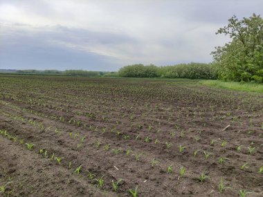 Bir mısır filiziyle tarlaya sürülmüş.