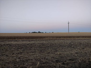 Elektrik direklerinin arka planına karşı buğday tarlası