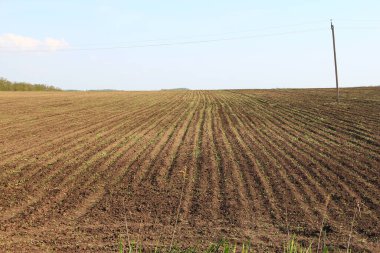 Genç mısırların sıralandığı tarım tarlaları