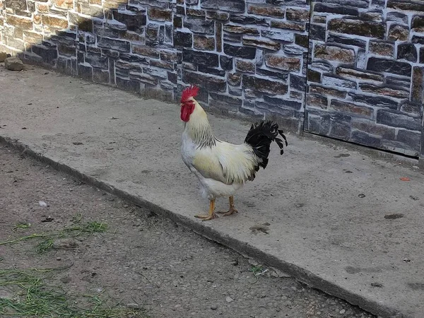 Gallo Corral — Foto de Stock