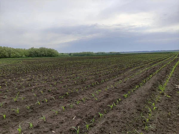 用玉米芽浇灌的农田 — 图库照片
