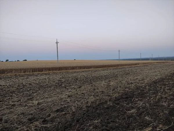 Вечернее Пшеничное Поле Фоне Электрических Столбов — стоковое фото
