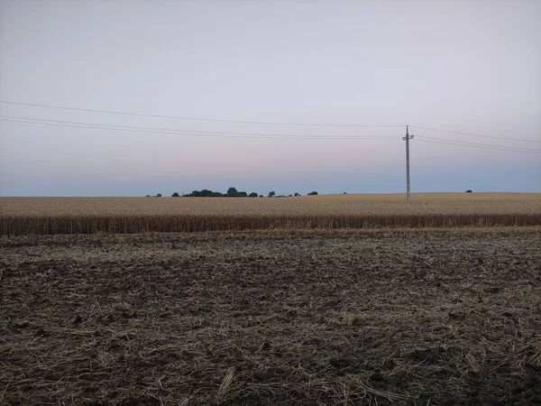 Elektrik direklerinin arka planına karşı buğday tarlası