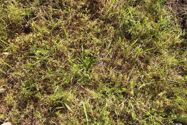 Groene Onkruid Gras Achtergrond Textuur — Stockfoto
