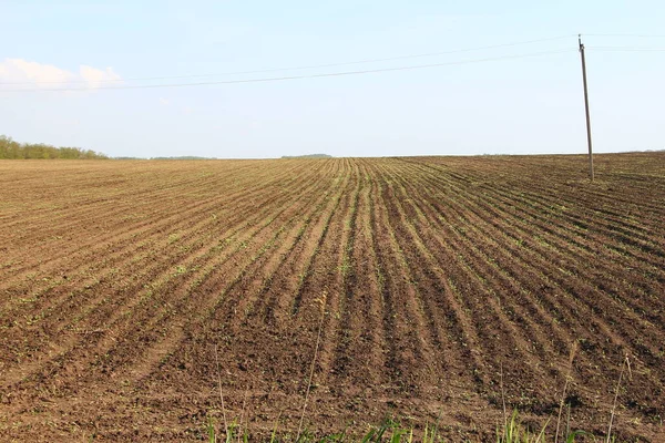 Genç mısırların sıralandığı tarım tarlaları