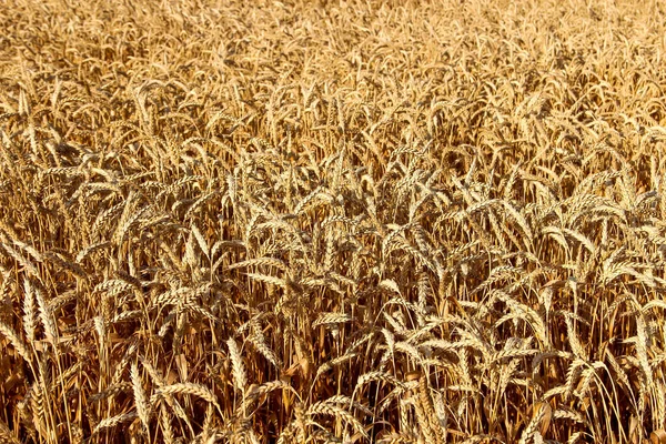 Uši Zralá Pšenice Textura Pozadí — Stock fotografie