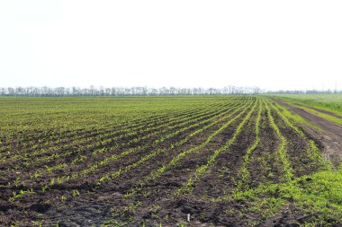 Küçük mısır filizleri olan tarım arazisi