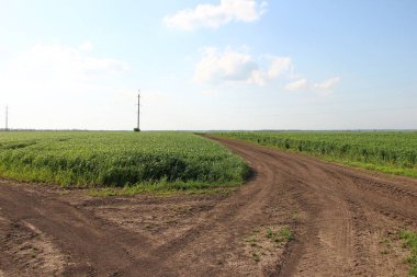 Elektrik hatlarının arka planında tarımsal alanlardan geçen toprak yol