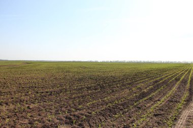 Küçük mısır filizleri olan tarım arazisi