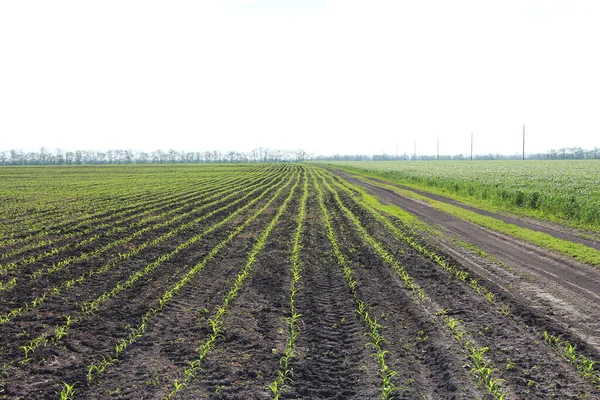 Campo Agrícola Com Pequeno Broto Milho — Fotografia de Stock