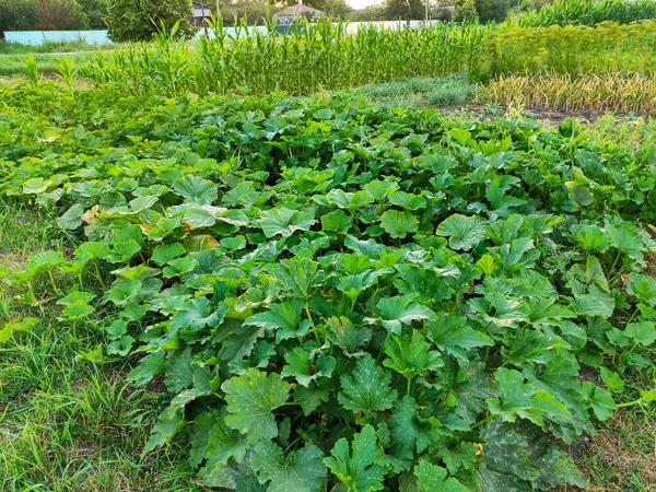 Zucchini Struiken Een Tuin — Stockfoto