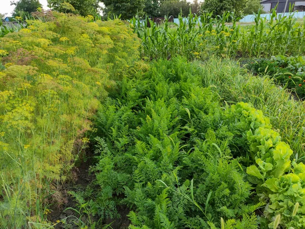 Verschillende Groenten Een Tuin — Stockfoto